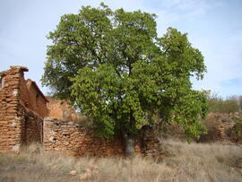 Moral de la casa de Los Carriles