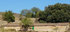 Abejera de Plazarín
